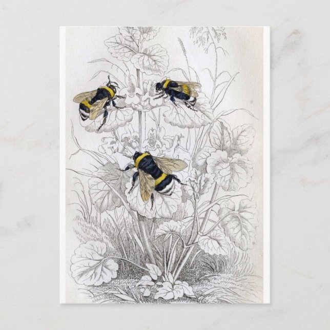 Carte postale Illustration classique (Devant)