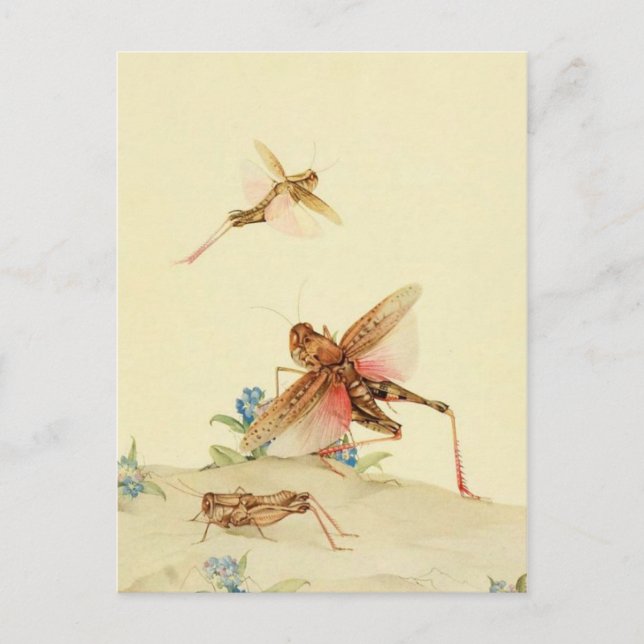 Carte postale Illustration classique (Devant)