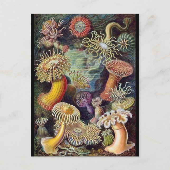 Carte postale Illustration classique (Devant)