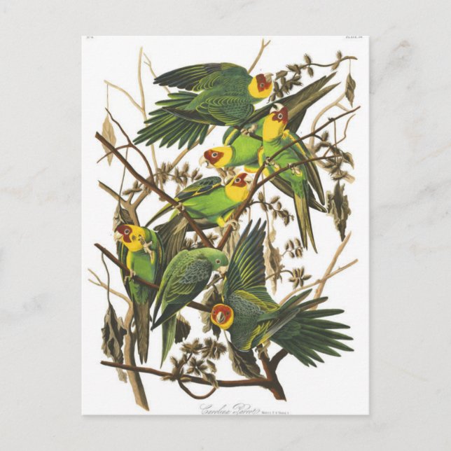 Carte postale Illustration classique (Devant)