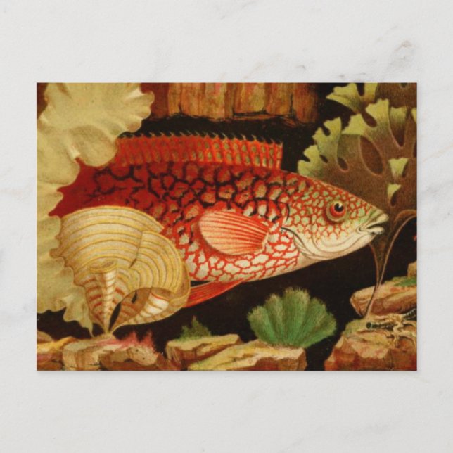 Carte postale Illustration classique (Devant)