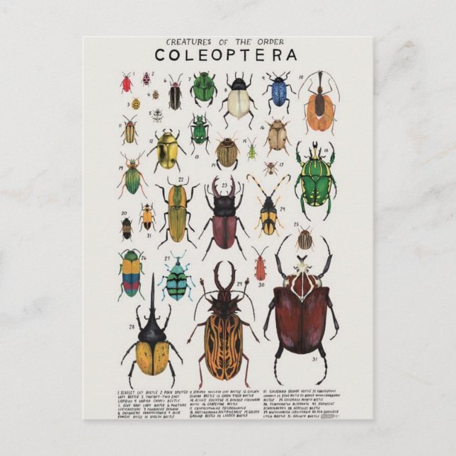 Carte Postale Illustration coléoptères (Devant)