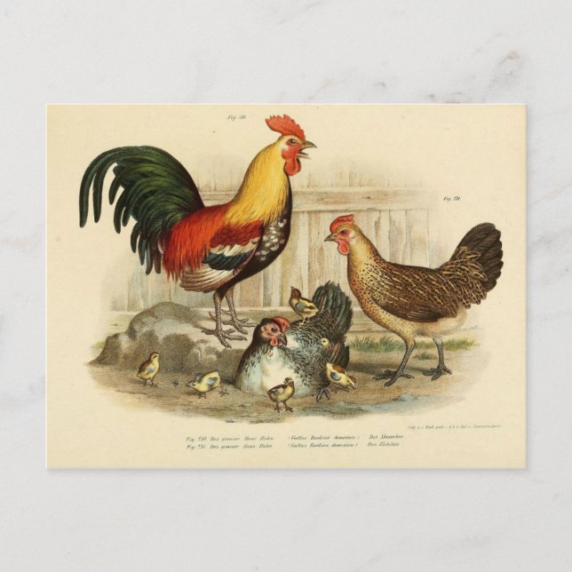 Carte Postale Illustration coq et poule (Devant)