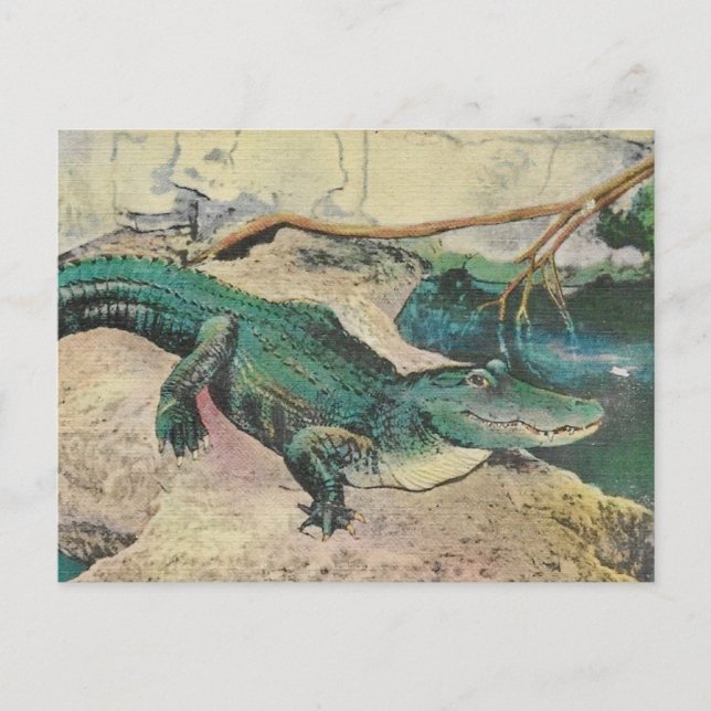 Carte postale illustration d'alligator vintage (Devant)