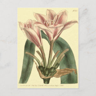 Carte Postale Illustration d'Amaryllis à longue feuille