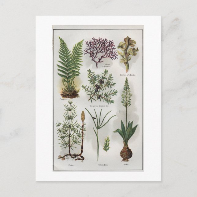 Carte Postale Illustration dans "MON DOCTEUR" (Devant)