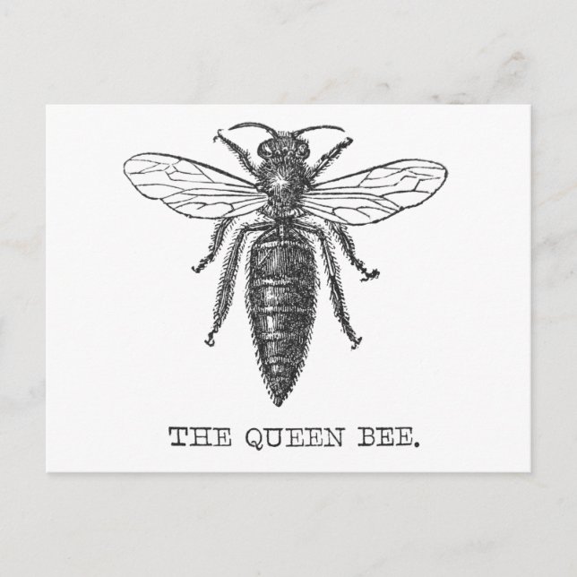 Carte Postale Illustration d'antiquité de l'insecte de la reine  (Devant)