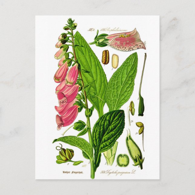 Carte Postale Illustration de botanique Foxglove (Digitalis purp (Devant)