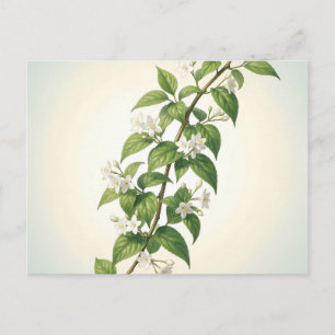 Carte Postale Illustration de branche de jasmin blanc délicate