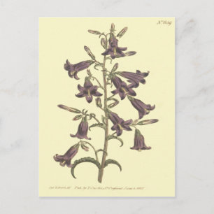 Carte Postale Illustration de Campanule de Sibérie pourpre