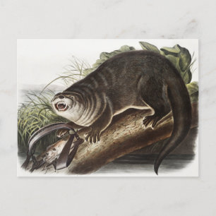 Carte Postale Illustration de Canada Otter (Lutra Canadensis)