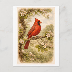 Carte Postale Illustration de cardinal mâle de style vintage