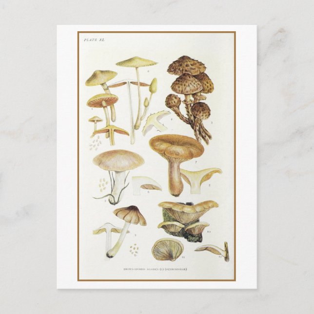 Carte Postale Illustration de champignon Brown vintage (Devant)