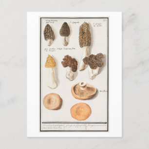 Carte Postale Illustration de champignon vintage