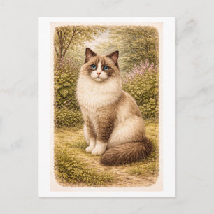 Carte Postale Illustration de chat Ragdoll de style vintage