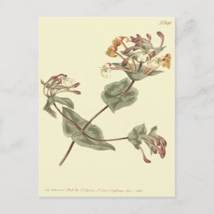 Carte Postale Illustration de chèvrefeuille jaune de Minorque