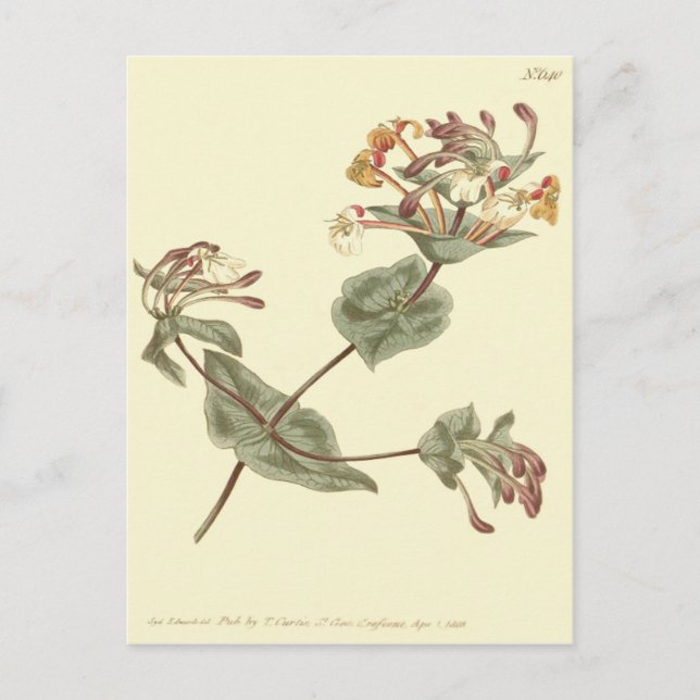 Carte Postale Illustration de chèvrefeuille jaune de Minorque (Devant)