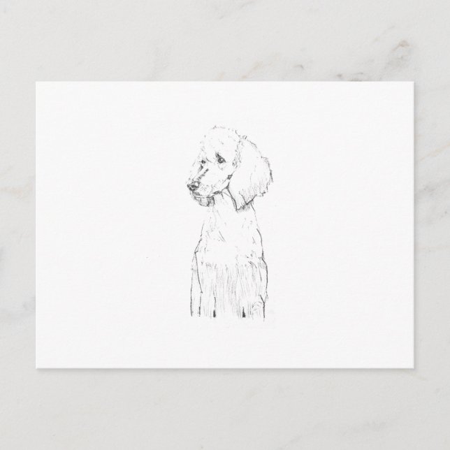 Carte Postale Illustration de chien Caniche Standard  (Devant)