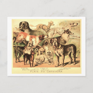 Carte Postale Illustration de chien vintage