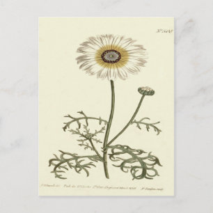 Carte Postale Illustration de Chrysanthème Tricolore Jaune