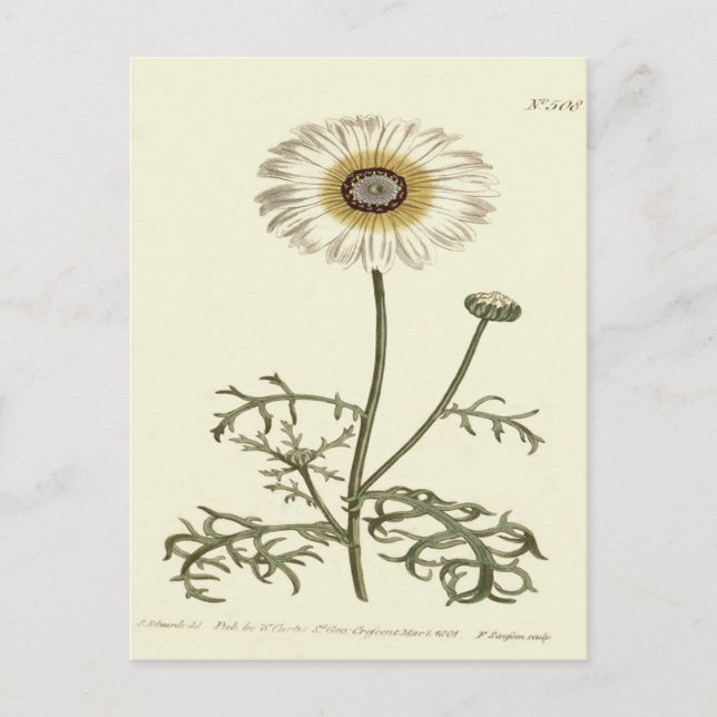 Carte Postale Illustration de Chrysanthème Tricolore Jaune (Devant)