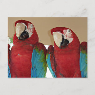 Carte Postale Illustration de couple de aras carminés dans la na