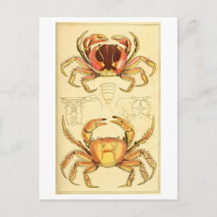 Carte Postale Illustration de crabe vintage