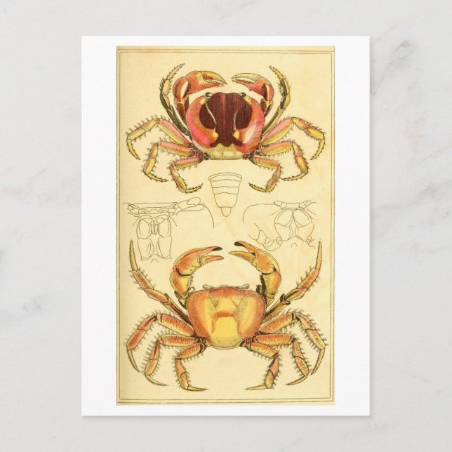 Carte Postale Illustration de crabe vintage (Devant)