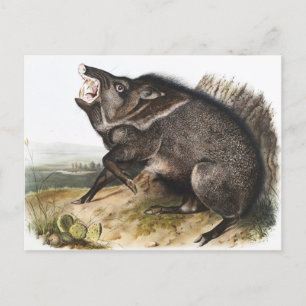 Carte Postale Illustration de Dycoteles torquatus de Peccaire à