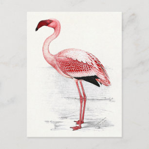 Carte Postale Illustration de flamant vintage