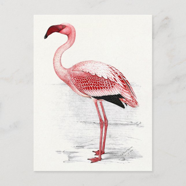 Carte Postale Illustration de flamant vintage (Devant)