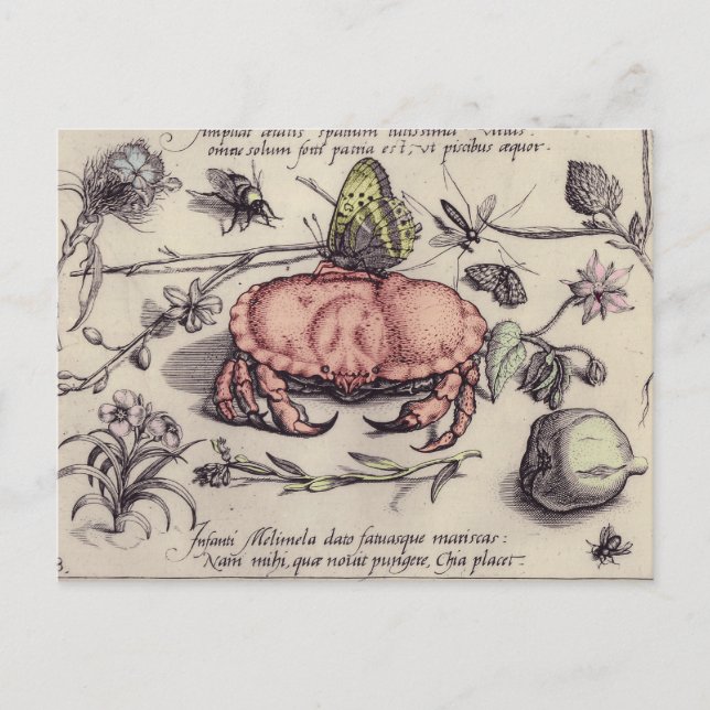 Carte Postale Illustration de fleur d'insecte botanique de crabe (Devant)