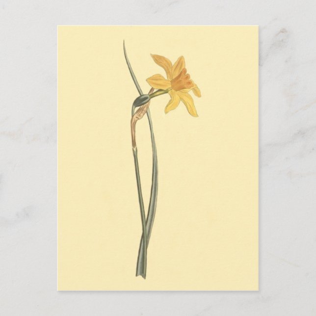 Carte Postale Illustration de fleur jaune de jonquille narcisse (Devant)