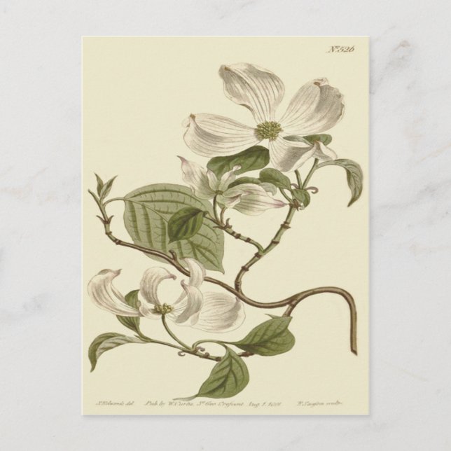 Carte Postale Illustration de fleurs de cornouiller blanc (Devant)