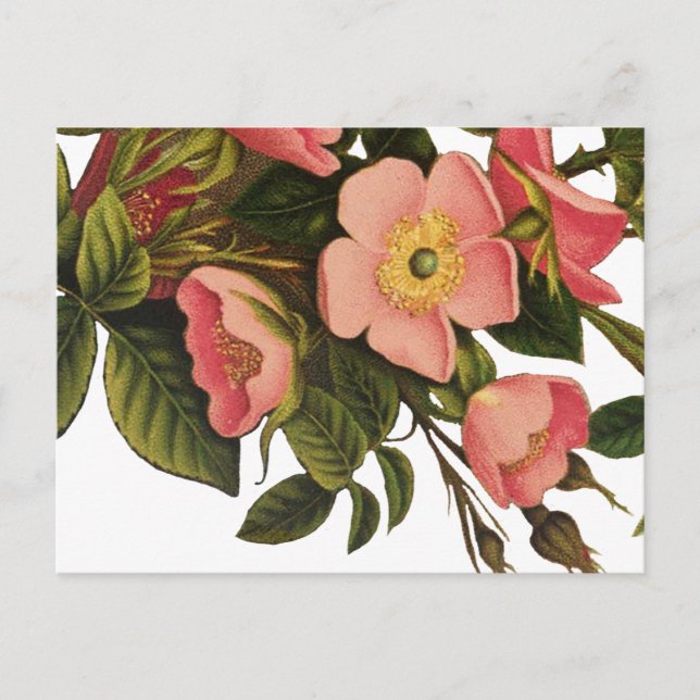 Carte Postale Illustration de fleurs de rose antiques (Devant)