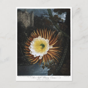 Carte Postale Illustration de fleurs vintage