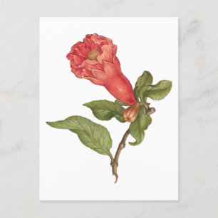 Carte Postale Illustration de floraison vintage de grenade