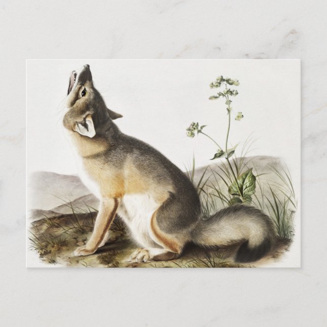 Carte Postale Illustration de Fox (Vulpes velox) (Devant)