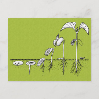 Carte Postale Illustration de germination plante