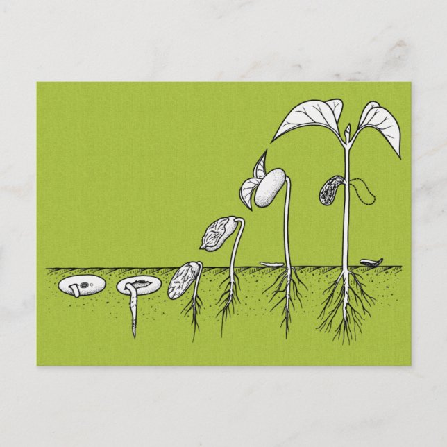 Carte Postale Illustration de germination plante (Devant)