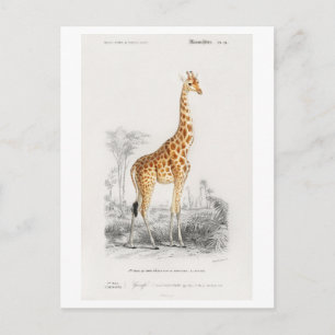 Carte Postale Illustration de girafe (Giraffa camelopardalis)