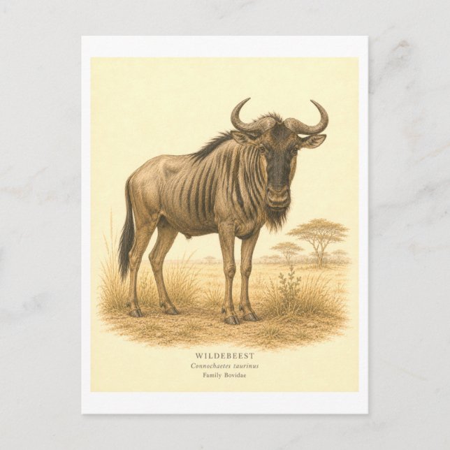 Carte Postale Illustration de gnou de style vintage (Devant)