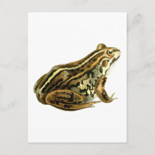 Carte Postale Illustration de grenouille Brown vintage