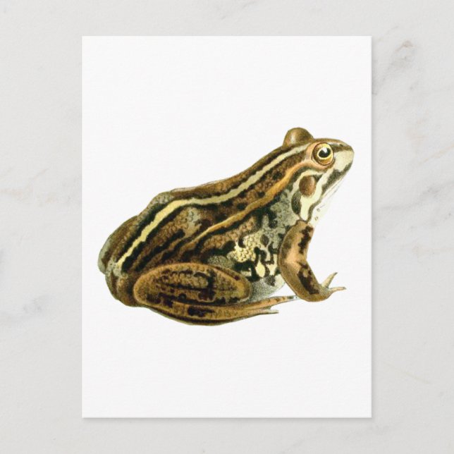Carte Postale Illustration de grenouille Brown vintage (Devant)