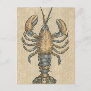 Carte Postale Illustration de homard, fruits de mer du Maine