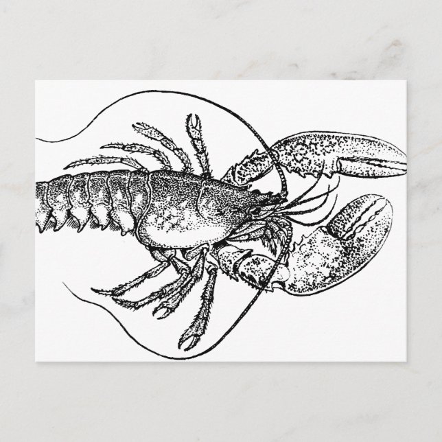 Carte Postale Illustration de homard vintage (Devant)