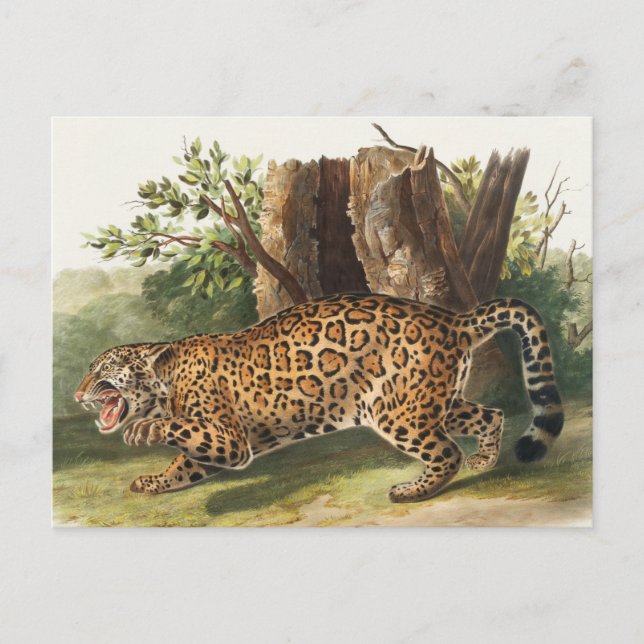 Carte Postale Illustration de Jaguar (Felis onca) (Devant)