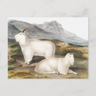 Carte Postale Illustration de la chèvre des Rocheuses (Capra Ame