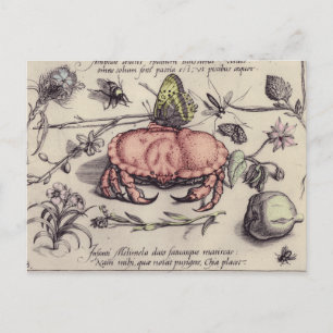 Carte Postale Illustration de la fleur d'insectes botaniques du 