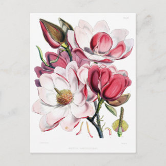 Carte Postale Illustration de la floraison vintage de Magnolia r